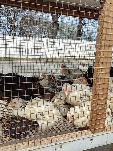 Atlar: Toyuq cücələri, Ətlik — 1