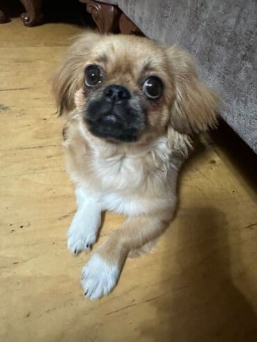 3D panellər: Pekines — 1