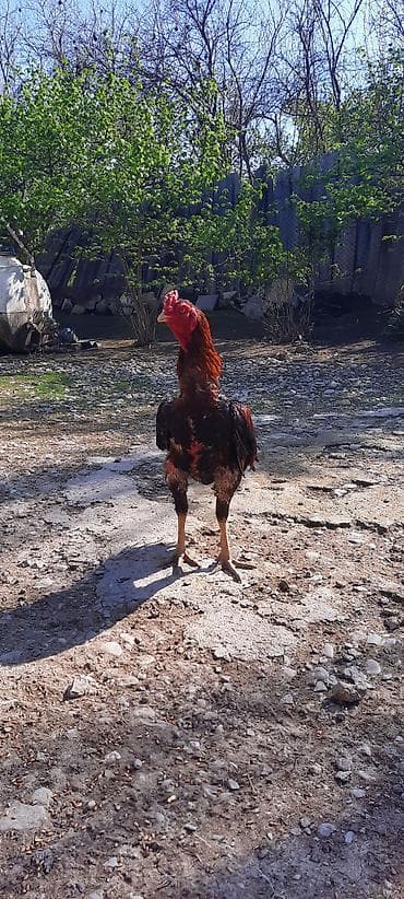 cücə və xoruz: Xorxdu bece deyil bir gözu kordu isdel döluy sagla isder elesdir — 1