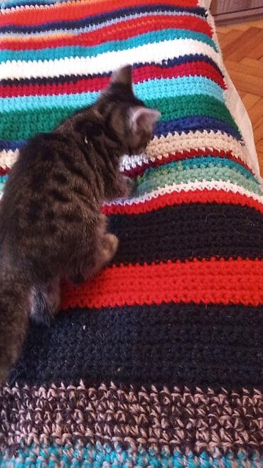 ağ pişikler: Tabbi, Erkək — 9