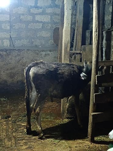 tap.az inekler: Salam qarnında tam 4 aylıq balası var, yanında dişi balası var — 5