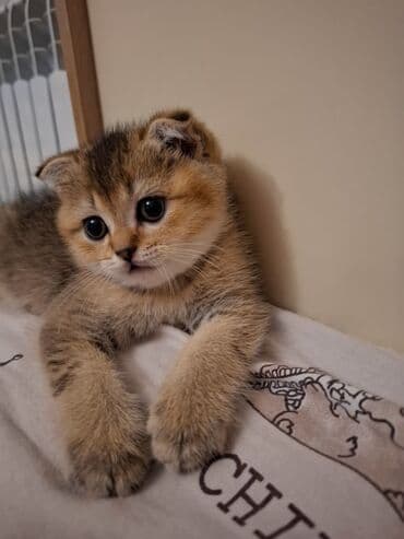 Аквариумы: Шотландская, Самка, В добрые руки, Самовывоз, Бесплатная доставка, Платная доставка — 9