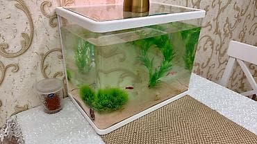 Akvaryum seti - Şəffaf şüşəli, ağ haşiyəli akvaryum - Masaya/raf üstü — 1