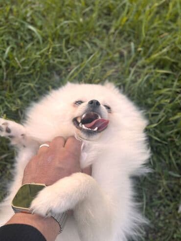 сколько стоит собака чихуахуа: Şpitz — 2