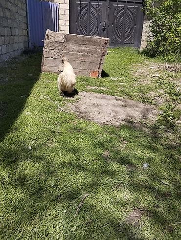 kənd toyuq: Toyuq, Damazlıq, Ünvandan götürmə — 5