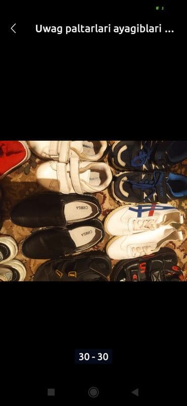 мейн кун купить в баку: Amerikan Shorthair, Erkək, Ünvandan götürmə — 7