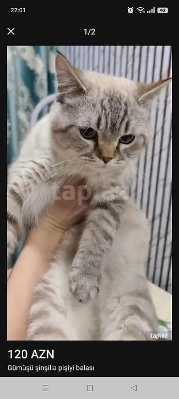 Şinşilla, Erkək, Yaxşı əllərə, Ünvandan götürmə