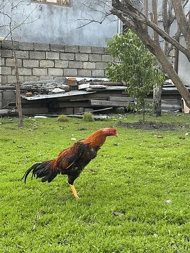 korella tutuqusu haqqında: Cins: Uzunboy (Malay tipli) xoruz Rəng: Qara-qırmızı (yanlarda — 3