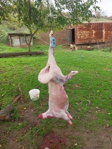 cins ineklerin qiymeti: 🌟 SUPER TOPUŞ QUZULAR SATILIR! 🐑400 eded 📍 Rusiyanın Stavropol — 3