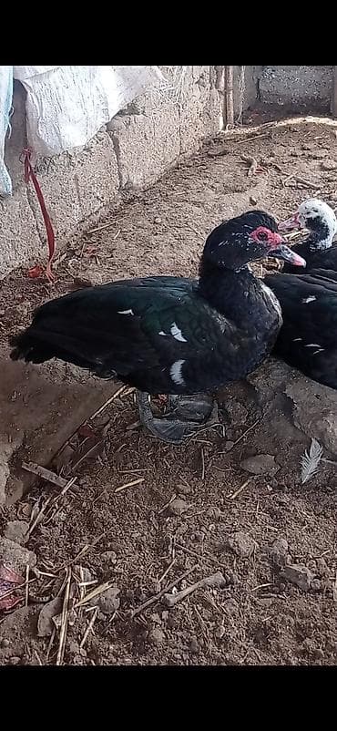 ördəyi: Erkək, | Lal ördək, Ətlik — 2