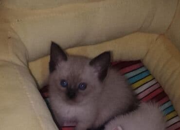 pişik tualet: Şotland, Dişi — 3