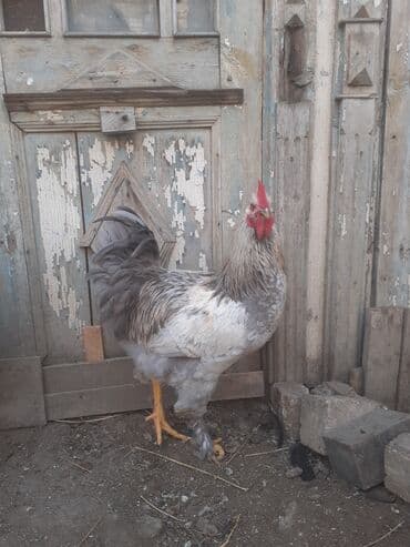 brama cücə: Toyuq, Brama, Damazlıq, Ünvandan götürmə — 4