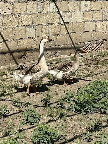 sarı quş: Satılır: qazlar
3 yerli qaz satılır 1 erkek, 2 kişi — 6