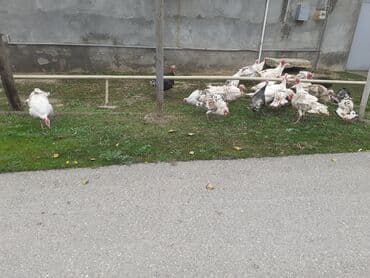 qus tutulma: Salam Hinduşkalar diri çəkisi --- erkəklər 12 manat, Dişilər 15 manat — 10