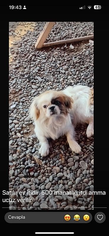 qusar heyvan satışı: Pekines, 7 ay, Erkek — 1
