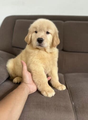 meydan itləri: Retriever, 2 ay, Erkek, Sənədli, Ödənişli çatdırılma — 1