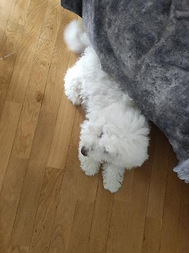 Digər heyvanlar: Bişon Frize, 5 ay, Erkek, Peyvəndli, Ünvandan götürmə — 6