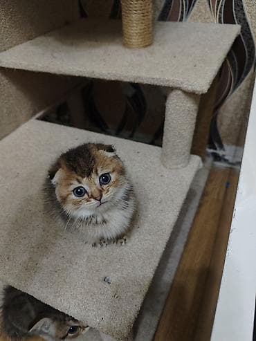 yem qabi: Tabbi — 5