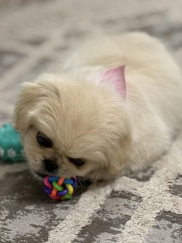 Pekines, 2 ay, Dişi, Peyvəndli