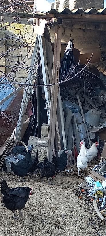 iran quslari: Toyuq, Australorp, Yumurtalıq, Ünvandan götürmə — 3