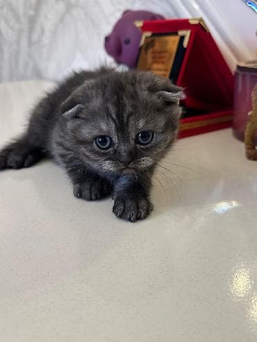 boz pişik: Şotland yastı qulaq — 5