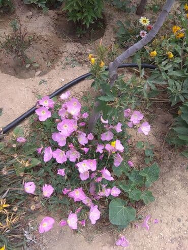 gul toxumlari: Həyət gülleri. 90növ çesid var! — 6