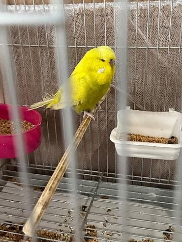 Quşlar: Cex ve vistivka quwlari vitaminli yemlerler beslenirler sağlam ve — 6