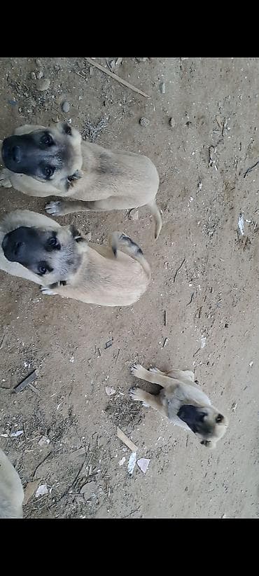 Akvariumlar: Kanqal — 3