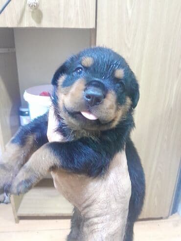 İtlər: Rotveyler, 1 ay, Erkek, Sənədli, Ünvandan götürmə — 1