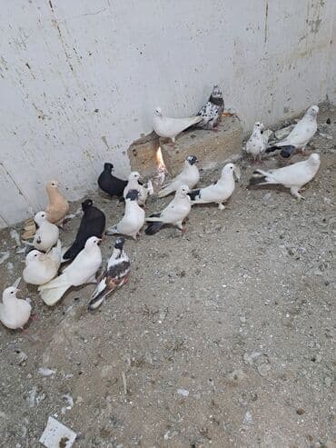 Gəmiricilər: Salam. goyercinler kom 6 manat tek tek 8 manat. goyercinle Bakının — 7