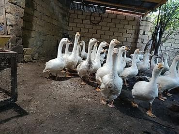 sort qazlar: Dişi, | Linda, Damazlıq, Ünvandan götürmə — 6