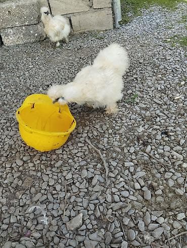 kənd toyuq: Toyuq, Damazlıq, Ünvandan götürmə — 6