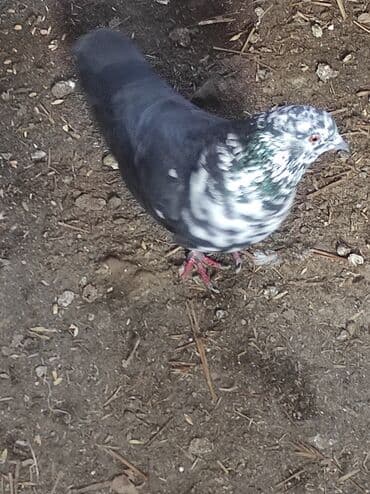 yem satisi: Məhsul: Göyərçin salam çil döş maya satilir, super bala verən sağlam — 2