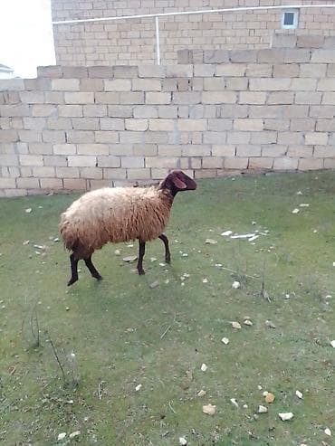cins heyvanlar: Satılır 1 qarın doğub boğaz olub olmağını bilmirəm qoç içində olub — 7