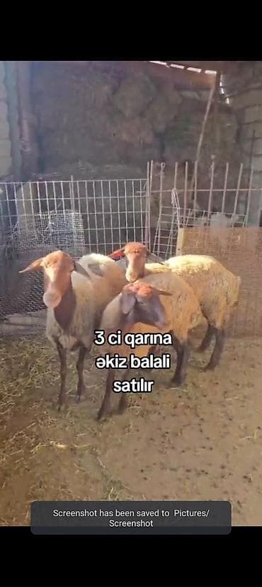 at satiram: 3-cü qarnına əkiz balalı qoyun satılır dişi balali istəyən olsa yazsın — 1