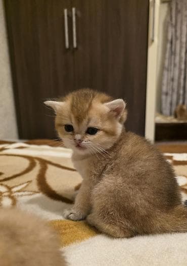 Gəmiricilər: Britan — 3