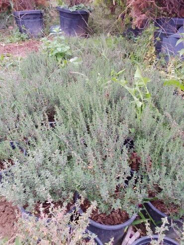 алоэ гулунун дарылык касиети: Saksıda ətirli timyan (keklikotu) bitkisi - Bitki növü: Timyan — 4