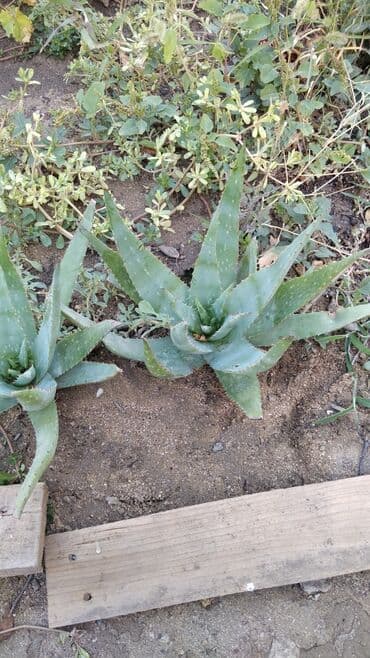 Qida məhsulları: Təmiz Aloye Vera təbii . Hər növdə var balaca normal böyük .növünə — 1