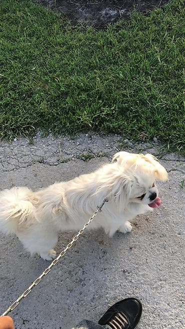 balaca cins itler: Pekines, 2 il, Erkek, Peyvəndli, Rayonlara çatdırılma — 1