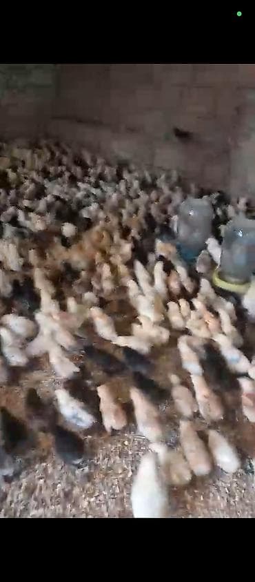 afcarka itlerin satisi: Kend cuceleri 12 gunluk 1.50 azn unvan mastaga — 5