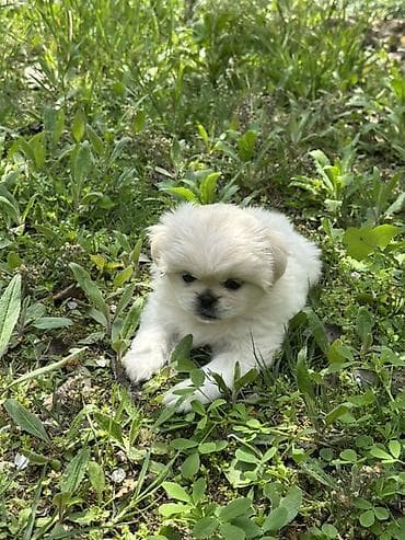 husky balası: Pekines, 1 ay, Erkek, Sənədli — 2