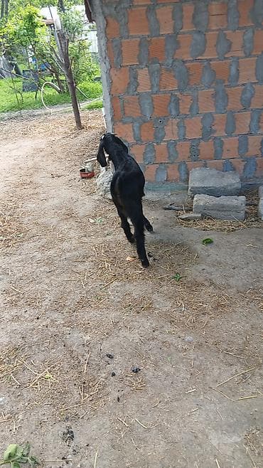 alpin keçi: Razlaşma yolila Xüsusiyyətlər: - Uzun sallanan qulaqlar, geniş alın — 2