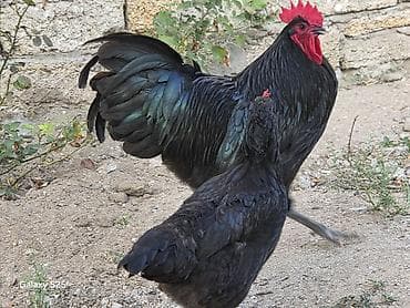 toyuqlar xoruzlar: TƏMİZ AVSTRALOP. BARTER BRAMA FƏRƏ YADA CÜCLƏRİY - Növ: kənd toyuğu — 2