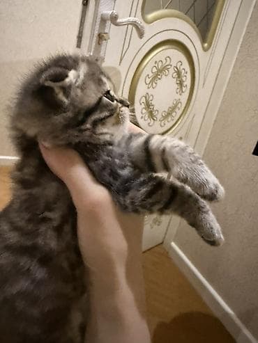 Şinşilla, Yaxşı əllərə