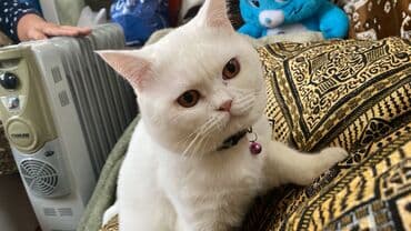 Lexus: Britan, Erkək — 1