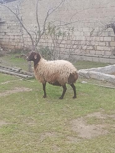 balali qoyun: Qoyunlar ekizi bala ana bala boğaz qoç lisey satılır istəyən olsa — 2