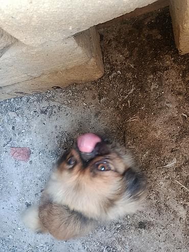 İtlər: Pekines, 2 il, Erkək, Peyvəndli, Ödənişli çatdırılma — 3