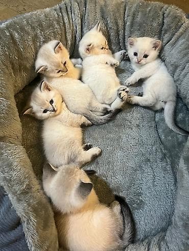 qax heyvan: Британская — 4