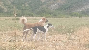 Ovçuluq və çobanlıq üçün iki it - Böyük ölçülü, güclü bədənli, qalın