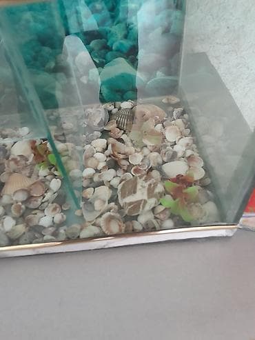 diskus baliqlari: Boş, 28 l — 6